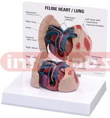 Feline Heart Lung